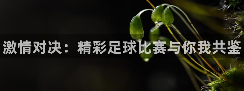 vsport体育平台app：激情对决：精彩足球比赛与你我共鉴